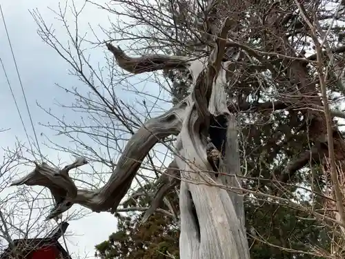 日枝神社の自然
