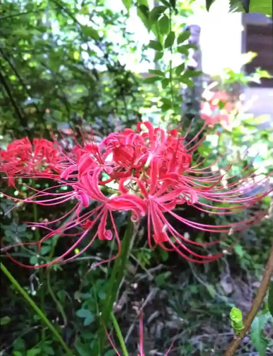 鷺宮八幡神社(東京都)