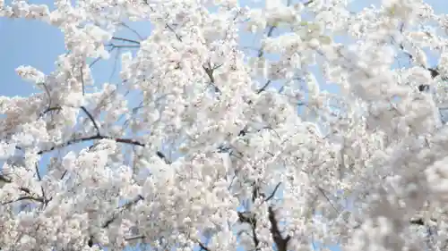 足羽神社の自然
