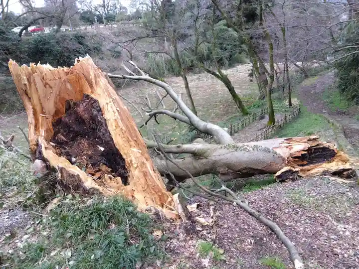 射水神社の自然