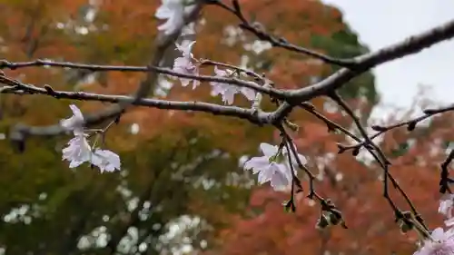 十輪寺(京都府)