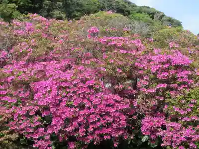 安養院　(田代寺）(神奈川県)
