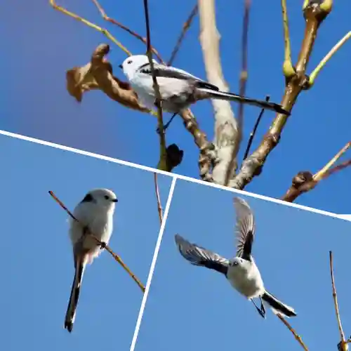 釧路一之宮 厳島神社の動物