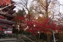 本土寺(千葉県)