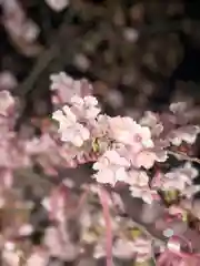 桜神宮の自然