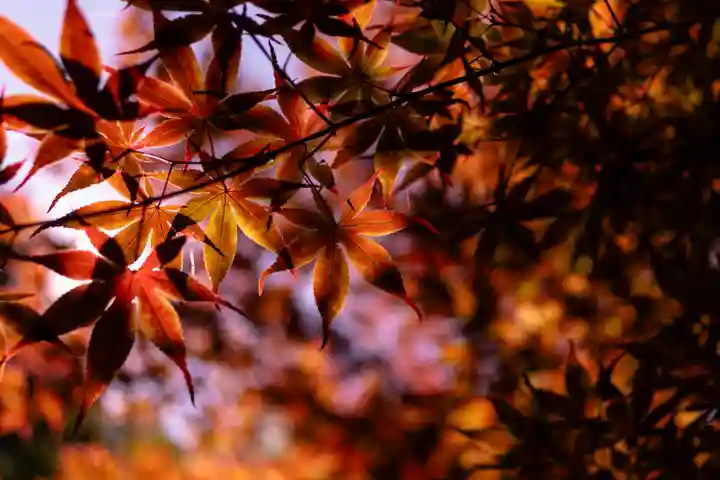 長岡天満宮(京都府)