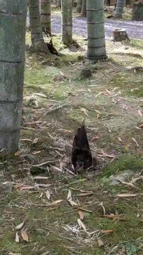 圓光寺(京都府)