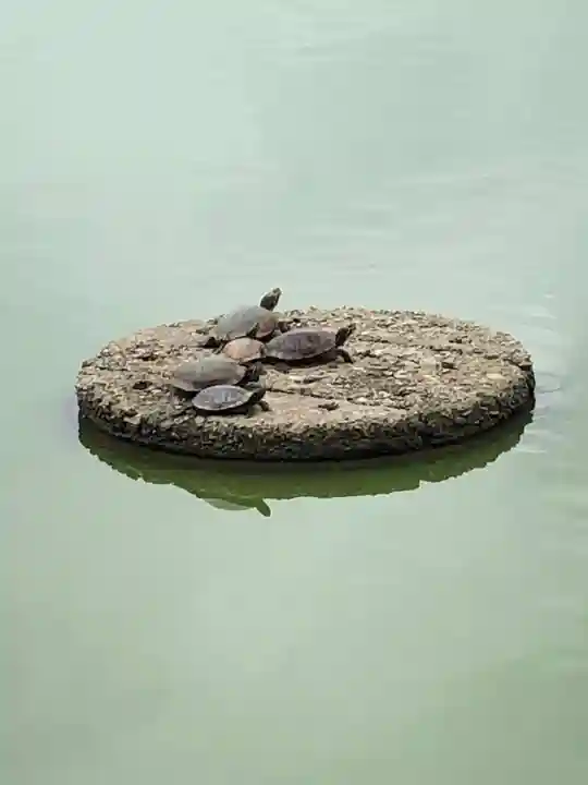 橿原神宮の動物