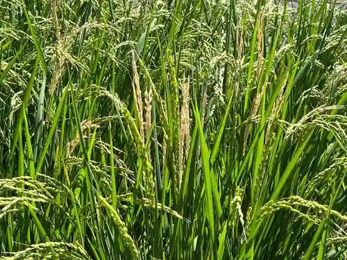 美濃國一宮　南宮大社(岐阜県)