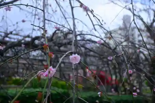 亀戸天神社(東京都)