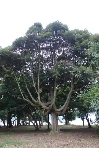 天橋立神社の自然