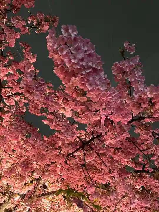 桜神宮(東京都)
