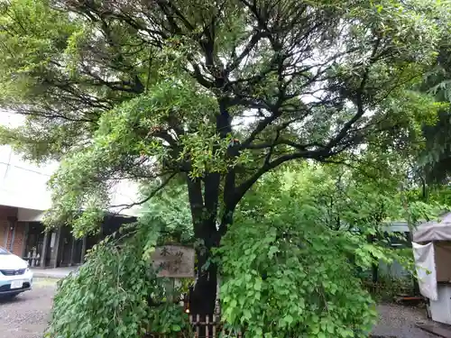牛天神北野神社の自然