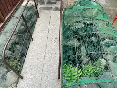 豊康龍神(京都府)