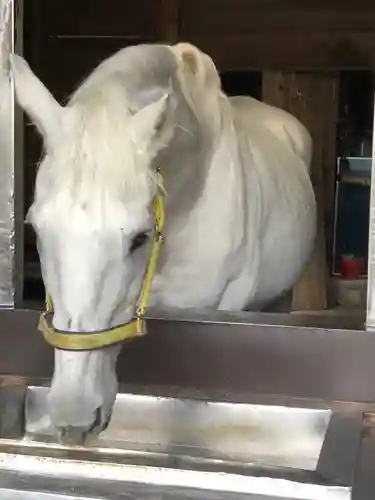 多度大社の動物