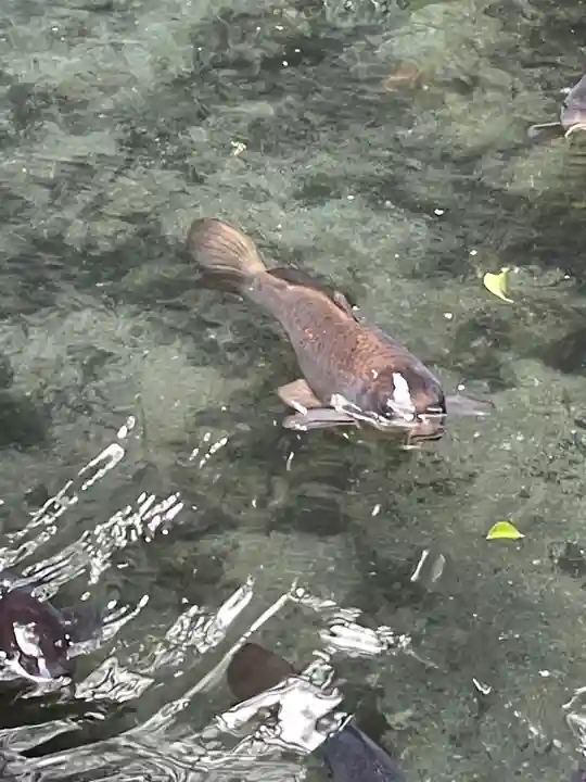 枚岡神社の動物