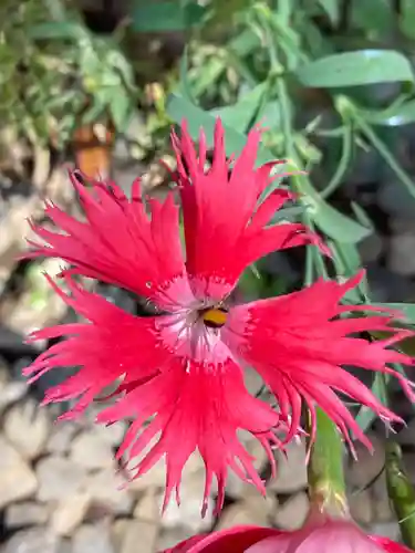 花園稲荷神社の自然