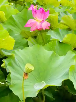 東寺（教王護国寺）(京都府)