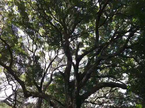 大宮神社の自然