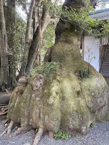 伊雜宮（皇大神宮別宮）の自然