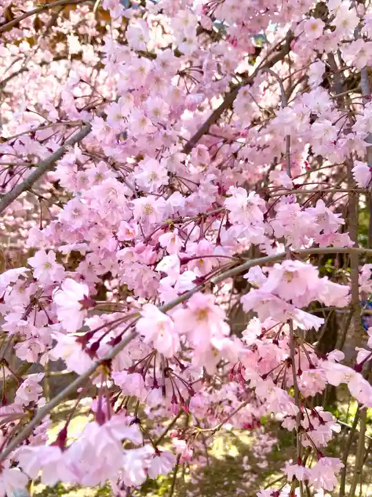 市原稲荷神社の自然