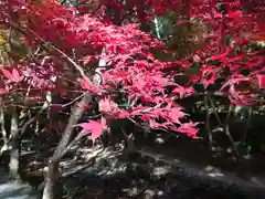 小國神社の自然