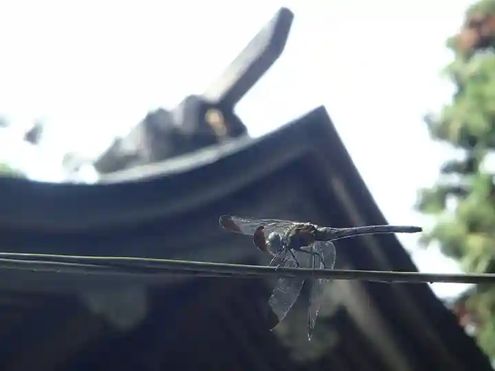 下野 星宮神社の動物
