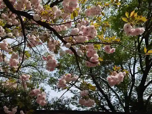 白峯神宮の自然