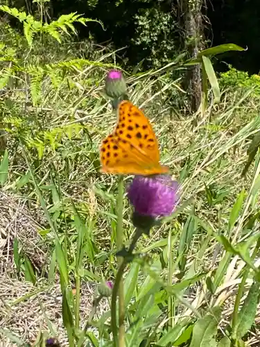 サムハラ神社 奥の宮の動物