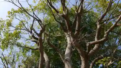 谷原氷川神社の{uncategorized: "未分類", other: "その他", undefined: "問題あり", building: "その他建物", grave: "お墓", sacred_gate: "鳥居", guardian: "狛犬", statue: "像", buddha: "仏像", history: "歴史", nature: "自然", garden: "庭園", animal: "動物", pagoda: "塔", temizu: "手水舎", mountain_gate: "山門・神門", sanctuary: "本殿・本堂", subordinate: "末社・摂社", art: "芸術", scenery: "景色", jizo: "地蔵", ema: "絵馬", goshuin: "御朱印", omikuji: "おみくじ", items: "授与品その他", amulet: "お守り", goshuincho: "御朱印帳", eats: "食事", festival: "お祭り", votive_dance: "神楽", shichigosan: "七五三参", wedding: "結婚式", experience: "体験その他", initially: "初詣", around: "周辺", anti_infection: "感染症対策"}