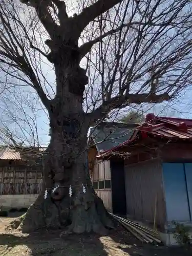 大沖神社の{uncategorized: "未分類", other: "その他", undefined: "問題あり", building: "その他建物", grave: "お墓", sacred_gate: "鳥居", guardian: "狛犬", statue: "像", buddha: "仏像", history: "歴史", nature: "自然", garden: "庭園", animal: "動物", pagoda: "塔", temizu: "手水舎", mountain_gate: "山門・神門", sanctuary: "本殿・本堂", subordinate: "末社・摂社", art: "芸術", scenery: "景色", jizo: "地蔵", ema: "絵馬", goshuin: "御朱印", omikuji: "おみくじ", items: "授与品その他", amulet: "お守り", goshuincho: "御朱印帳", eats: "食事", festival: "お祭り", votive_dance: "神楽", shichigosan: "七五三参", wedding: "結婚式", experience: "体験その他", initially: "初詣", around: "周辺", anti_infection: "感染症対策"}