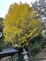 天台宗　長窪山　正覚寺の自然