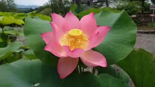 代通寺の庭園