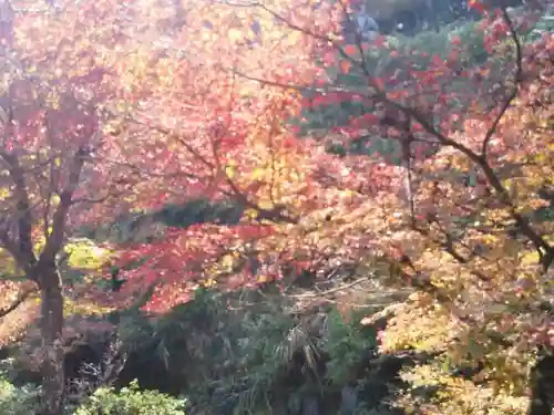 高源寺の自然