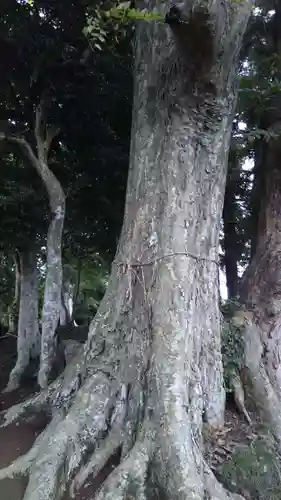 側高神社の自然