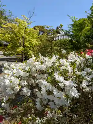 光明寺（粟生光明寺）(京都府)