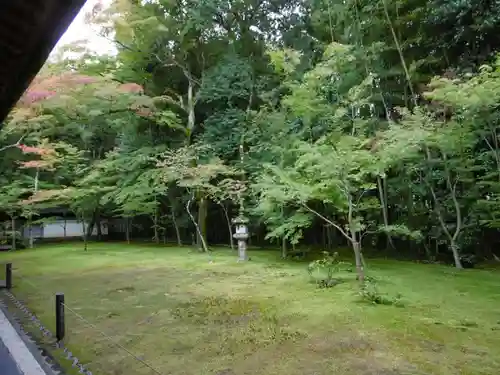 高桐院（大徳寺塔頭）の庭園