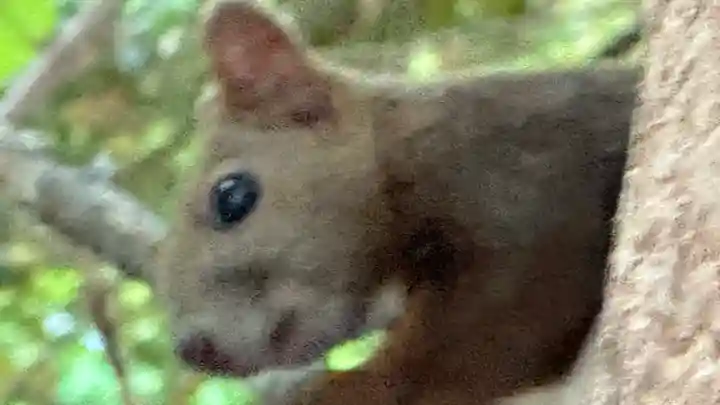上川神社の動物