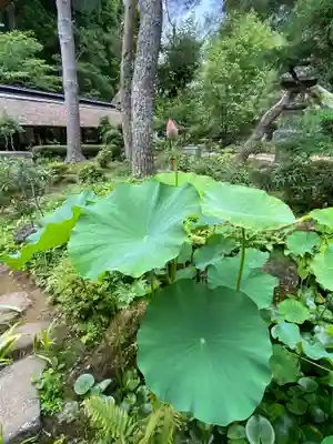 大雄寺の自然