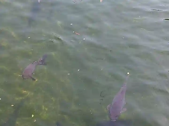 真清田神社の動物