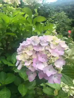 石内のお大師さん　金剛院の自然