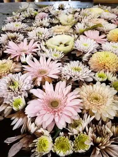 高円寺氷川神社の手水舎