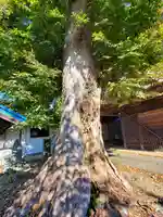 八坂神社の自然