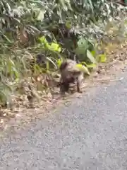 村屋坐弥冨都比売神社の動物