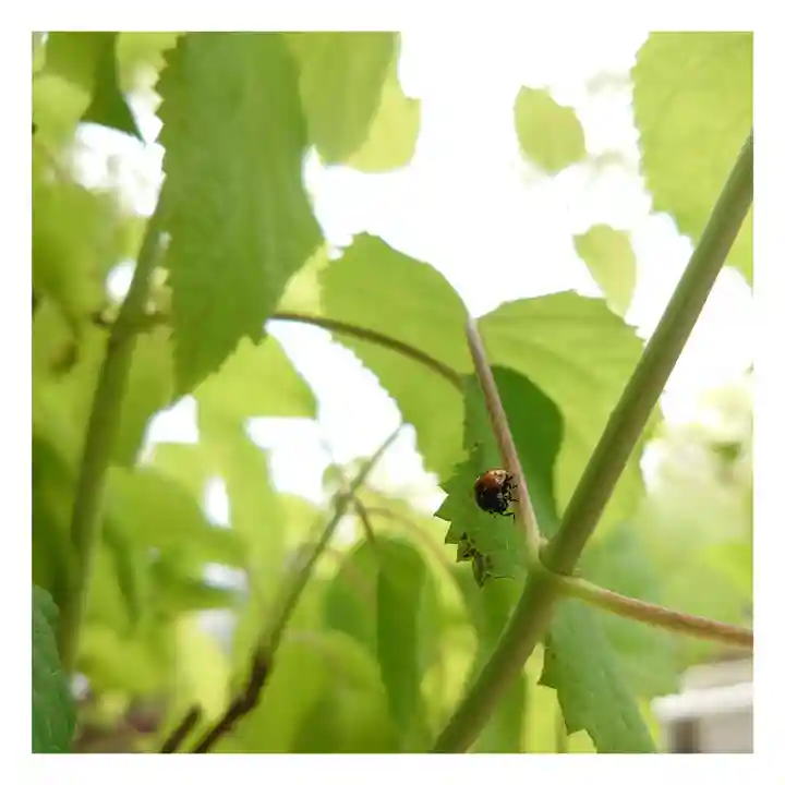 岐阜稲荷山本社(岐阜県)