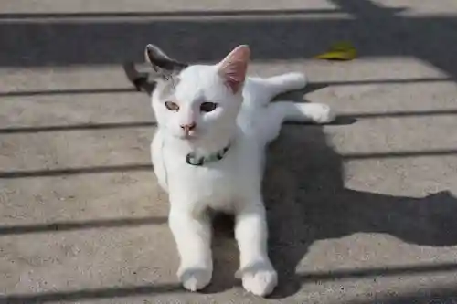 長屋神社の動物