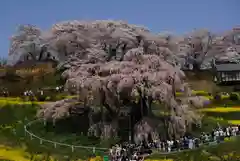 瀧桜神明宮の自然