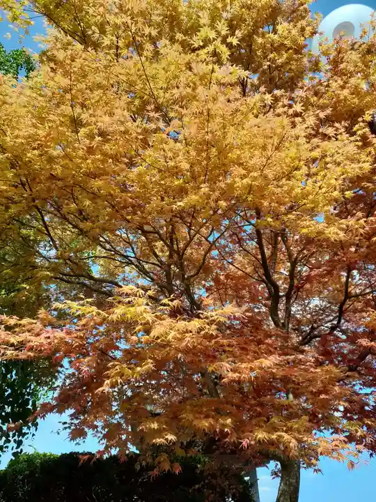 吉祥寺(岩手県)