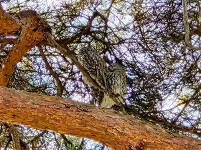厚真神社(北海道)