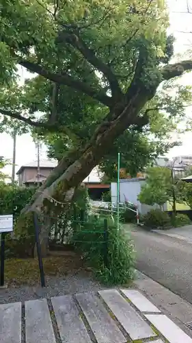 越中稲荷神社の自然